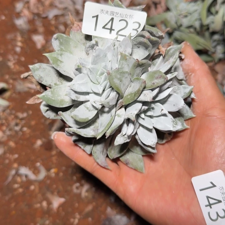 3代杂交 仙女杯多肉福利处理