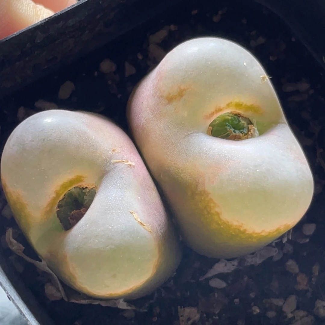 2倍距离拍的～尺寸4.5