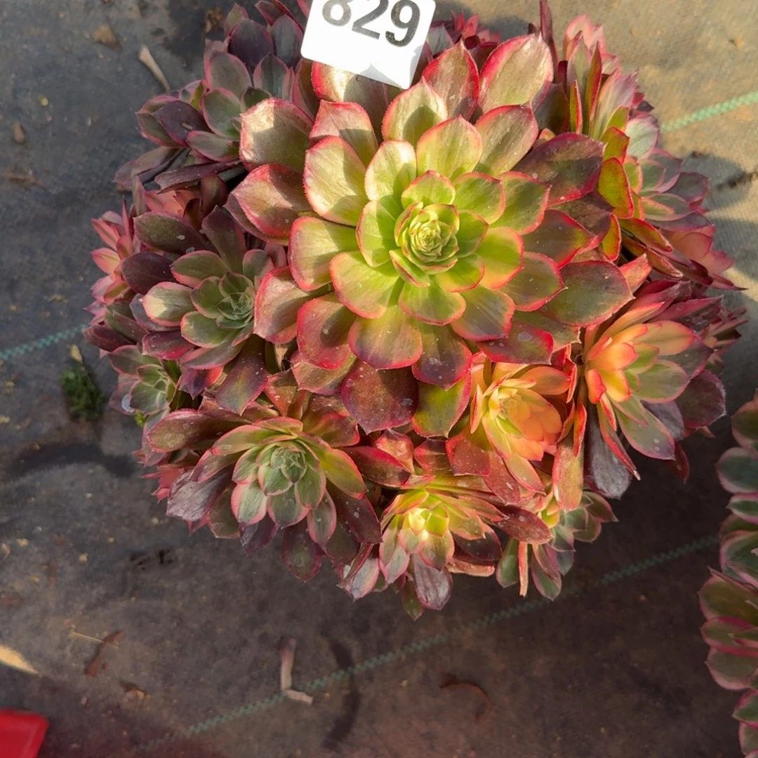829黑魔禁多肉植物福利