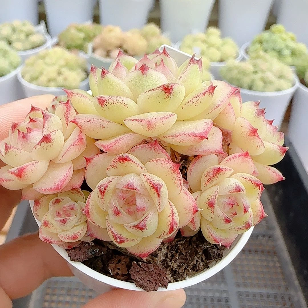 1030-114（ppt-68）优选