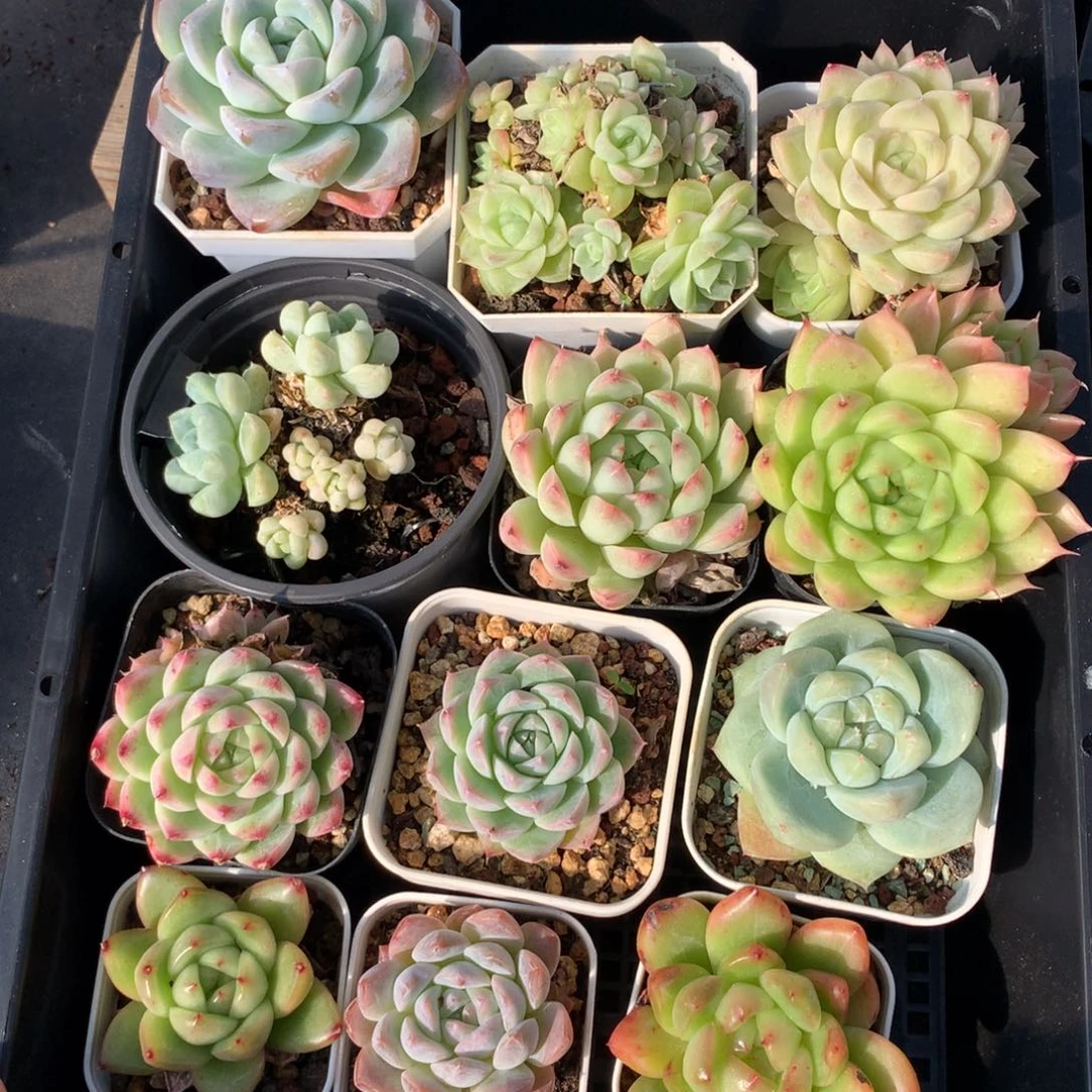 1120-88 套餐一组