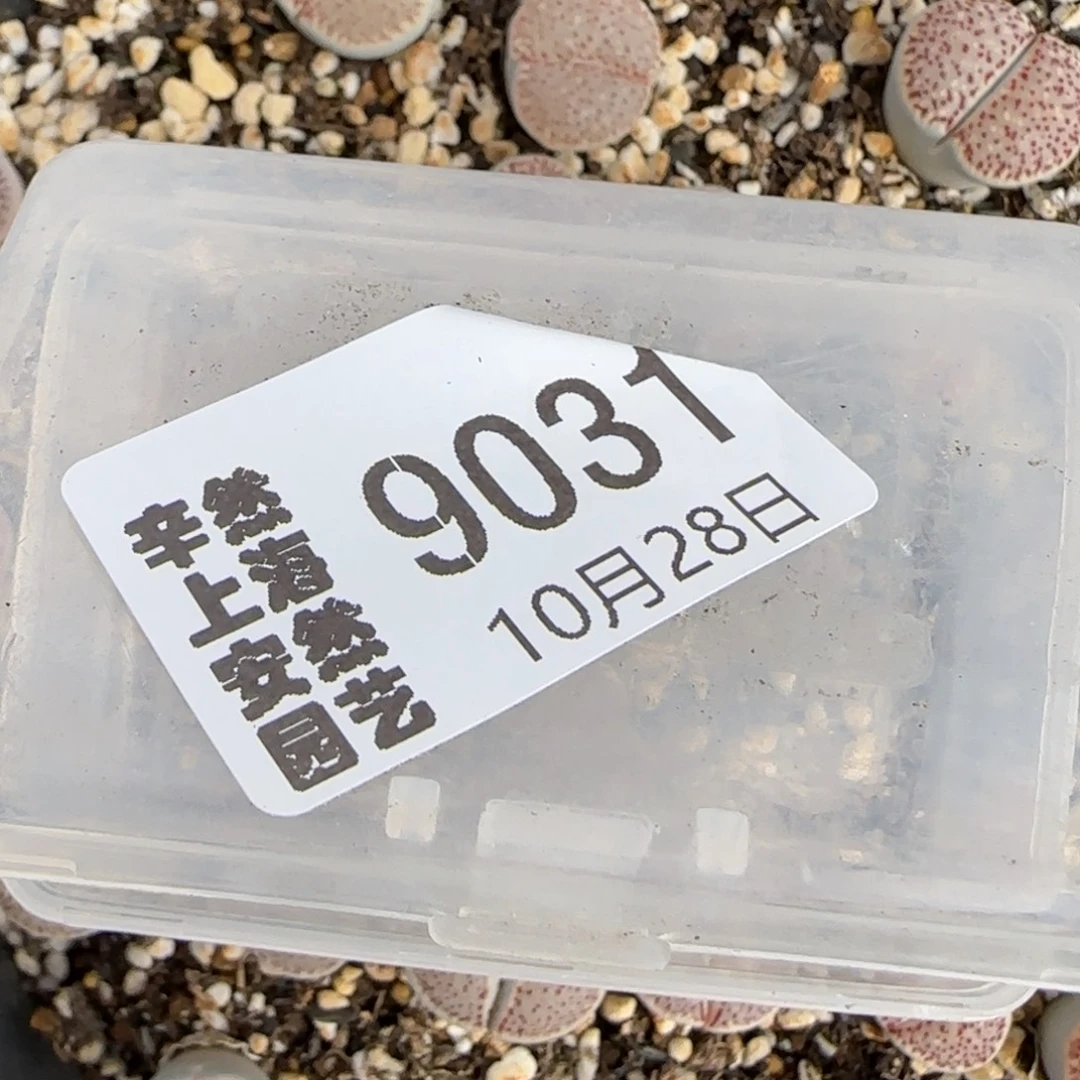 ****特10.28.生石花专用土300g.9031一共两包