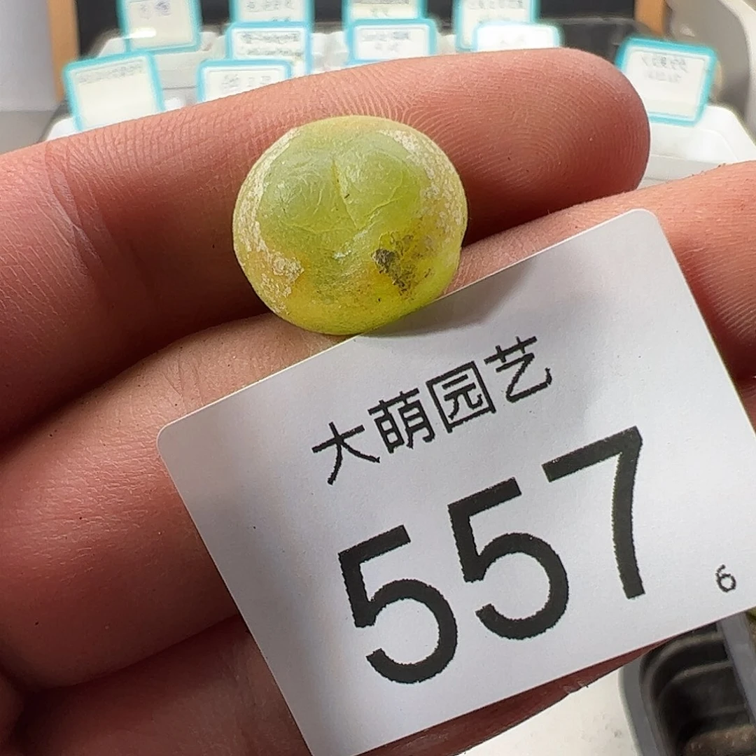 0000557 一物一拍……