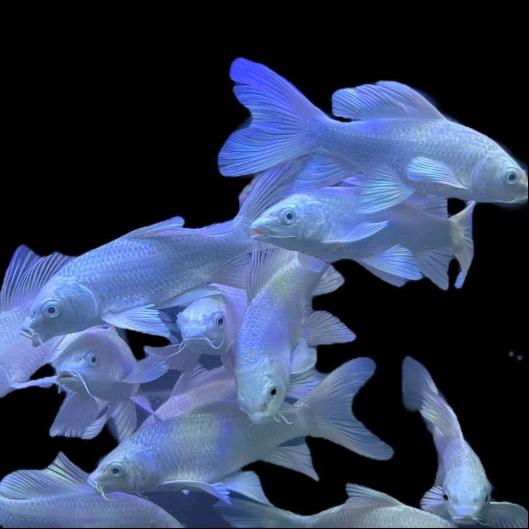 锦鲤鱼冷水淡水观赏鱼小型好养耐活红黑白黄颜色多样