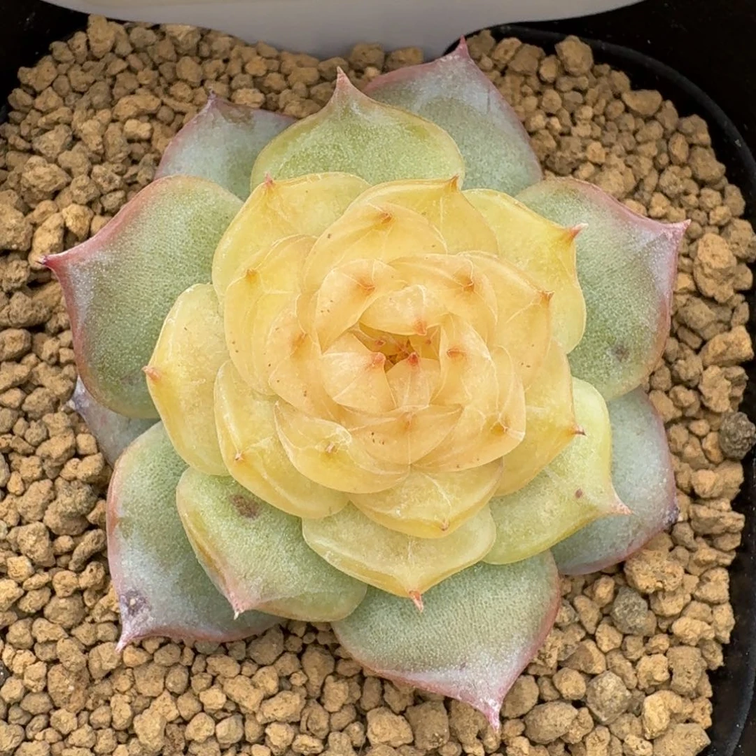 0530-01-烟花单头