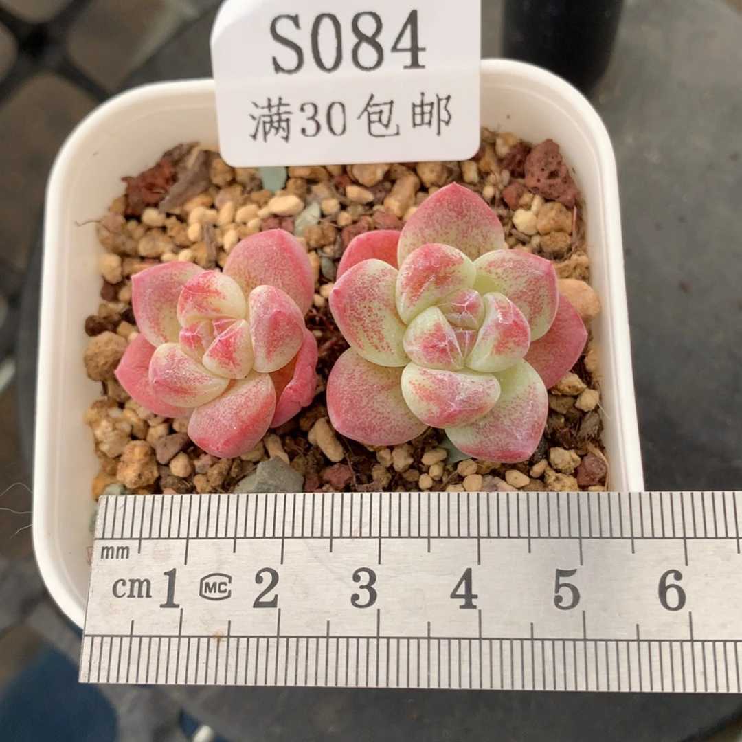 84小树趴地冰玉冠服5