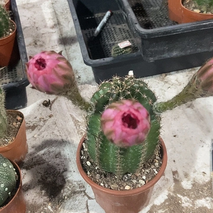 实生彩草一物一拍2
