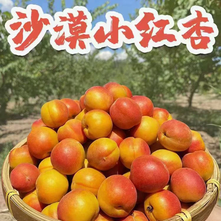 【阿猛专属】新疆小红杏