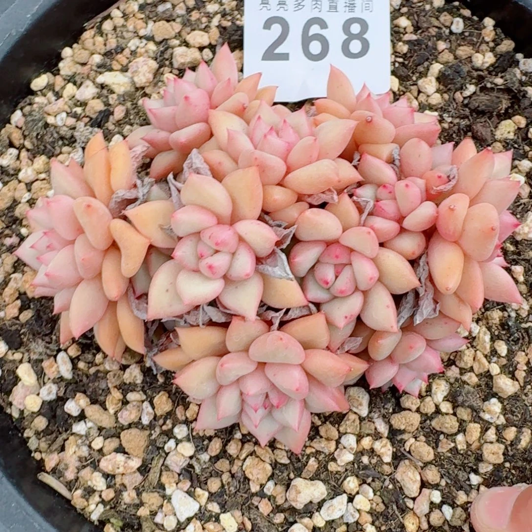 韩版象牙群生整装无砍