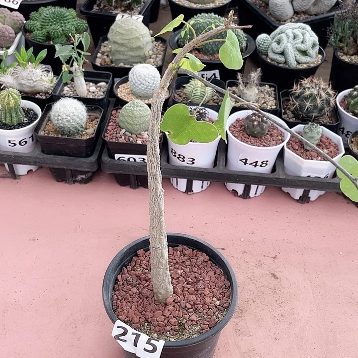 215饿鱼腺蔓块根