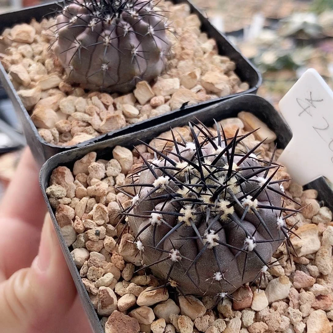 仙人球 帝冠龙 实生3.5cm