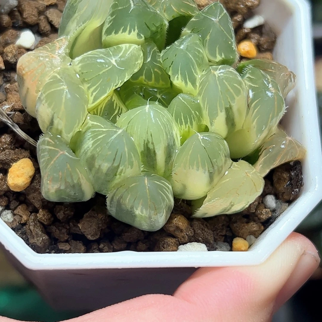 糊斑夏沫锦十二卷