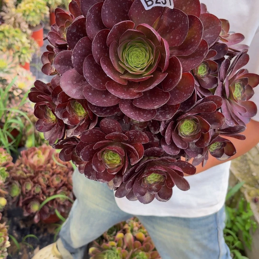 无花朵231多肉植物捧花的