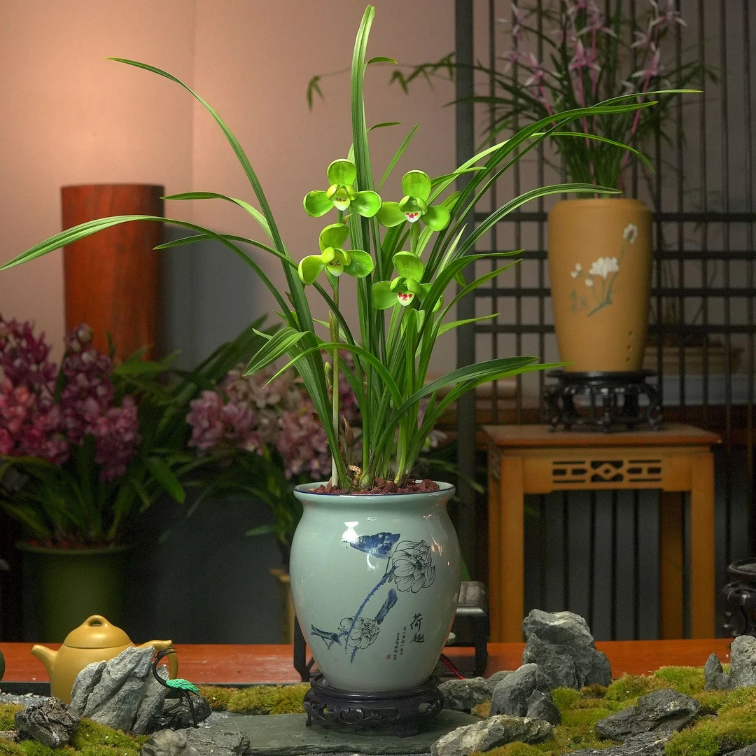 【翠玉梅】名贵兰花带花芽 办公室内阳台盆栽精品兰花