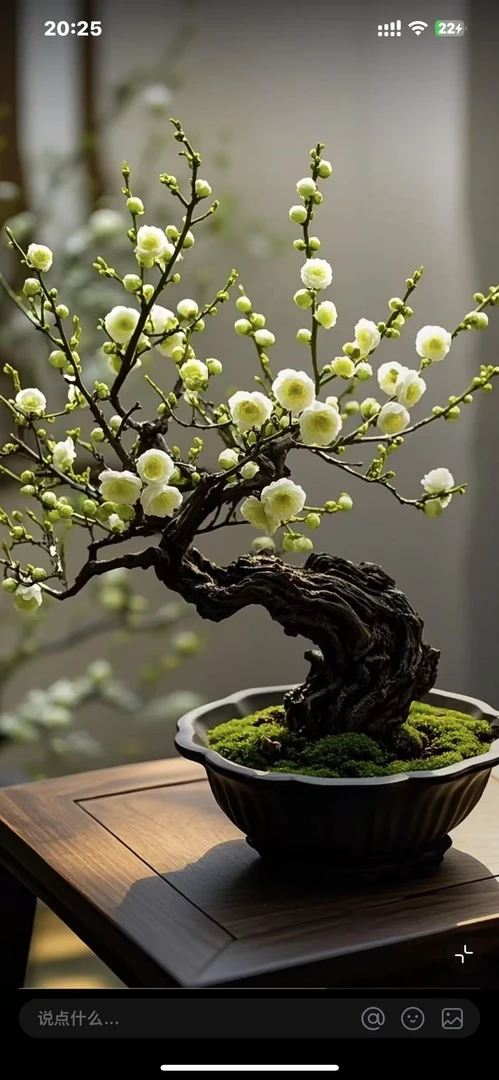 老桩绿梅花年宵花春节家居办公室阳台庭院种植开花植物11