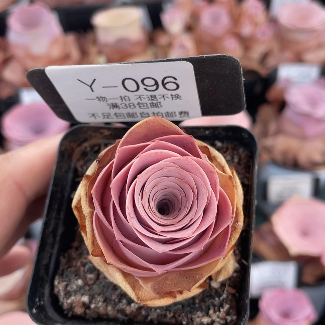 不知名福利Y096一物一拍满38包邮