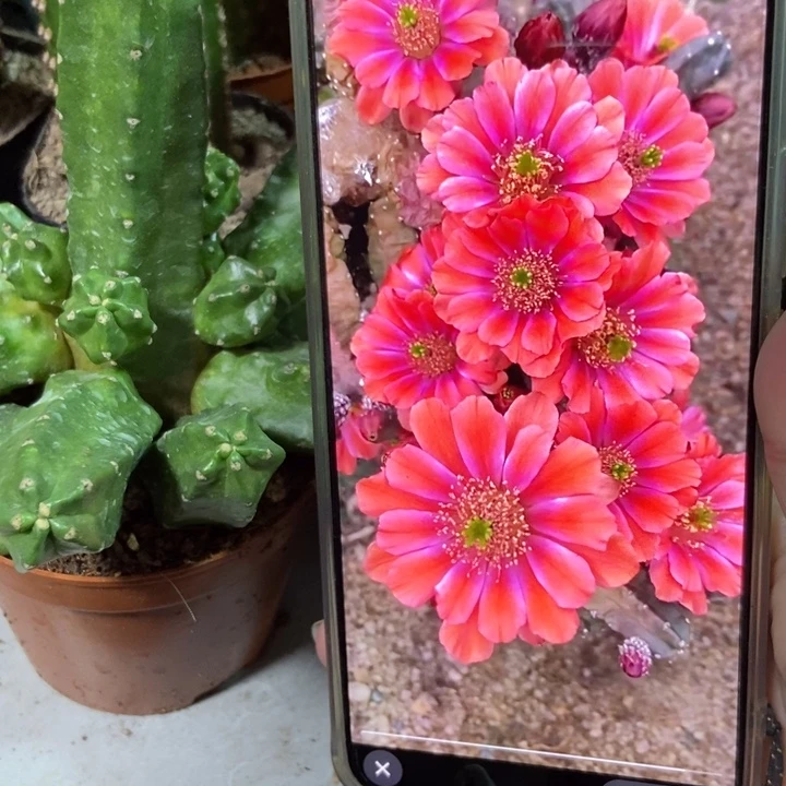 仙人球红花桃太郎一盆