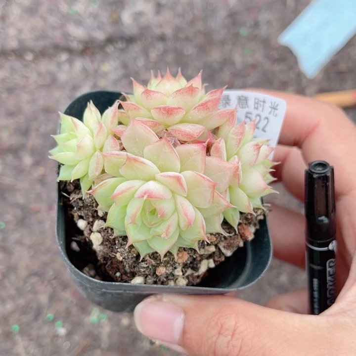 522 麦秆女王 带陶瓷盆发货 一物一拍