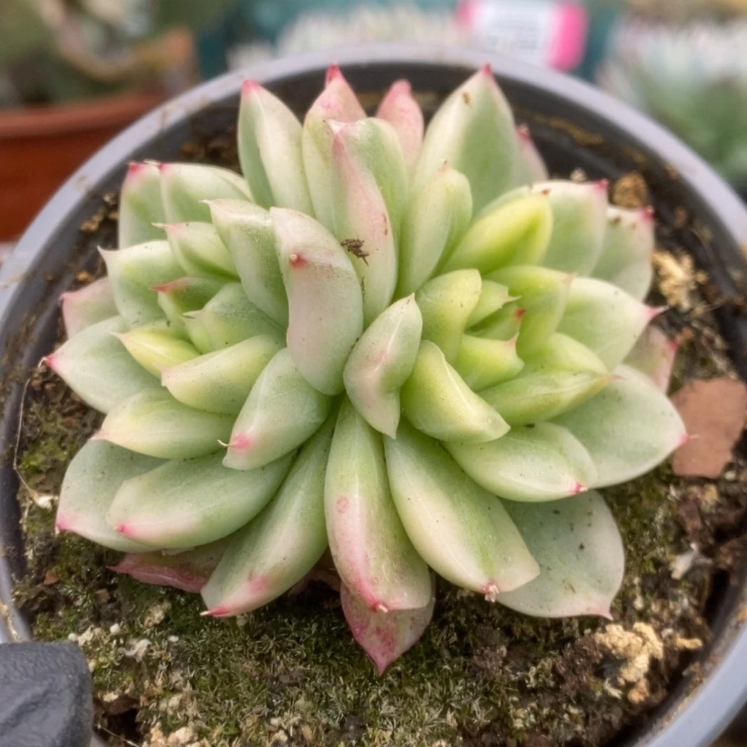 126东云杂锦锦锦锦锦