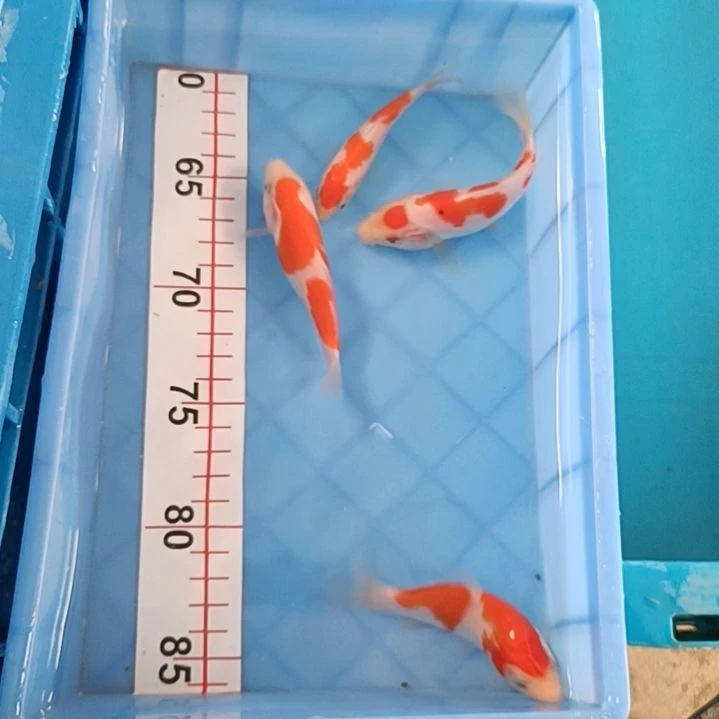 海水顺丰包邮开箱包活1