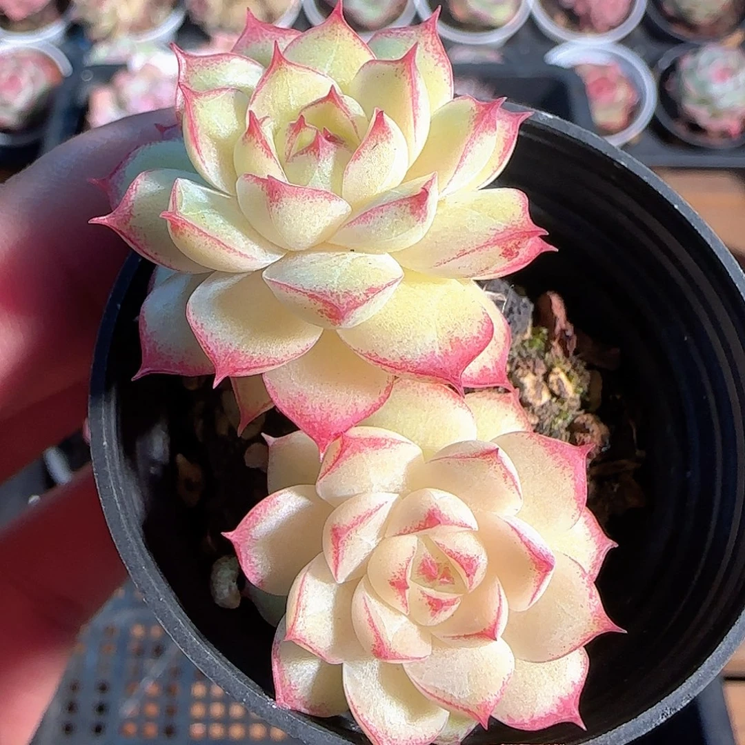 多肉1203-56女王可能散