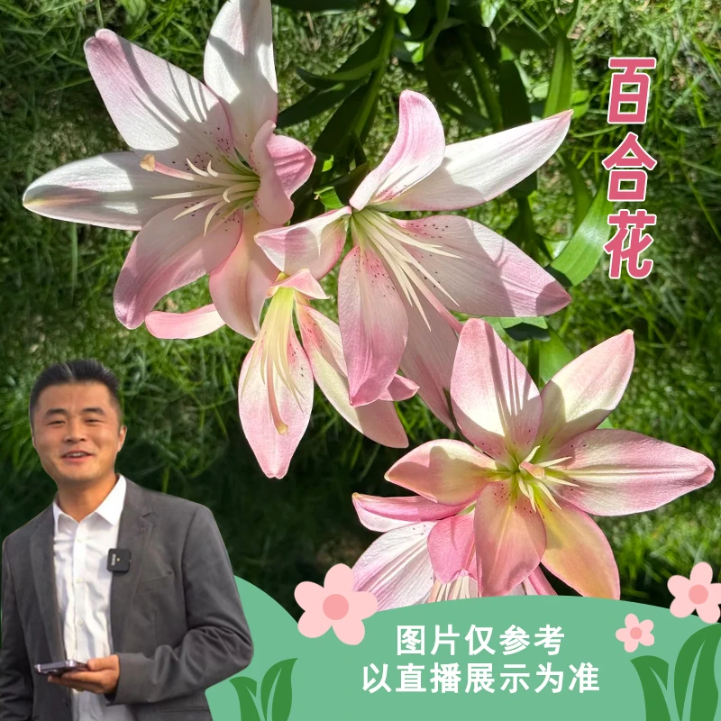 百合盆栽惊喜盒子带芽带根可地栽可室内种植