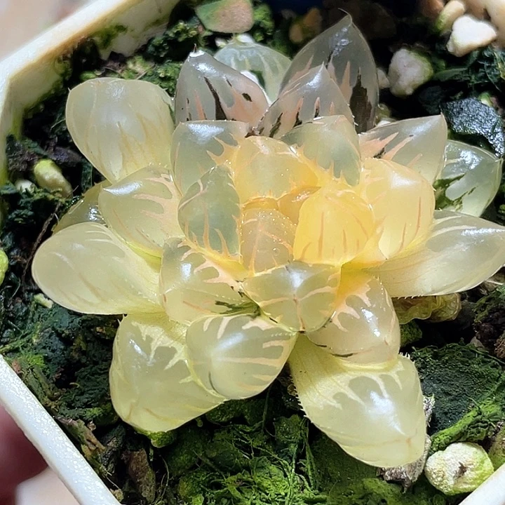 759水中月锦一物一拍