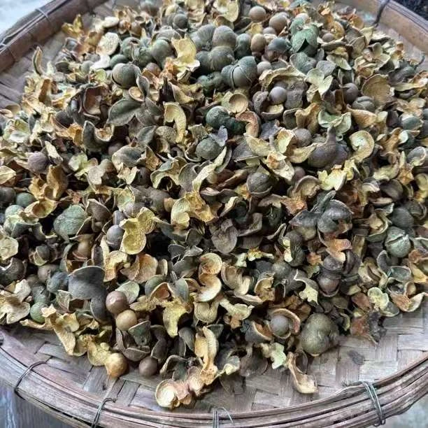 2025年古树茶果 云南特色茶，适依搭配茶花喝
