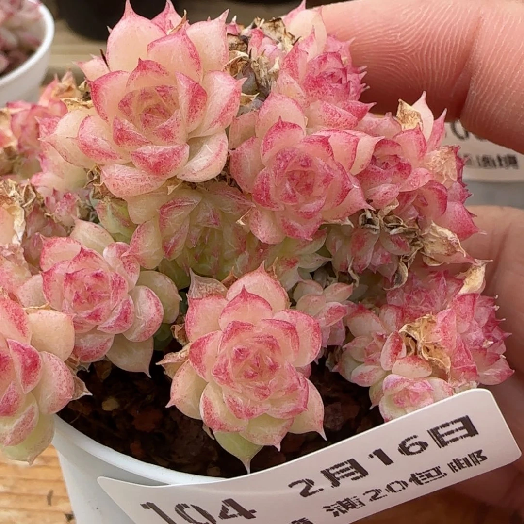 花语逸境0216-104散