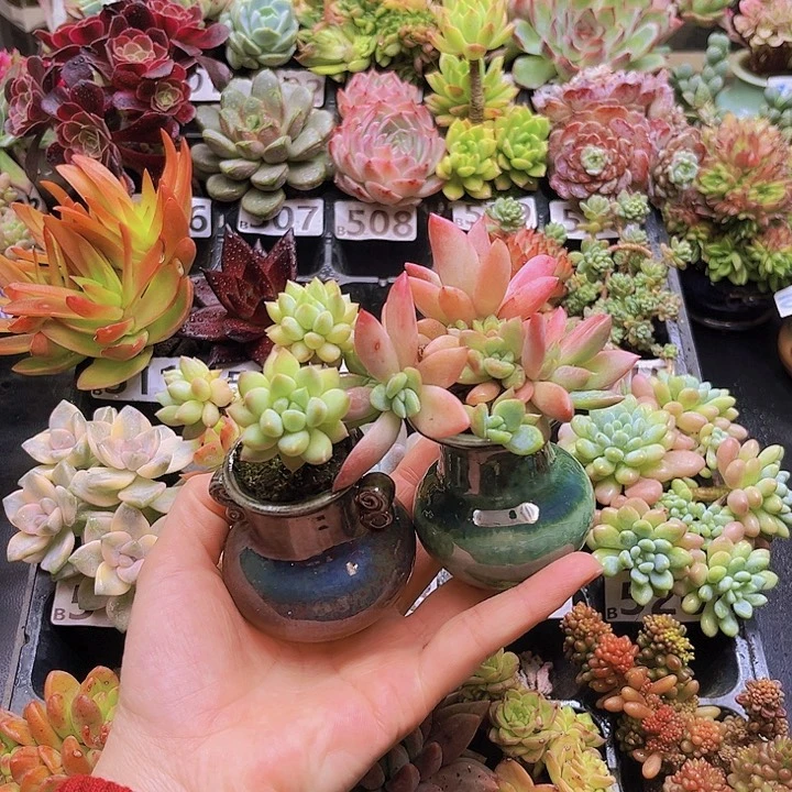 m***o花钱花钱花钱花钱花钱