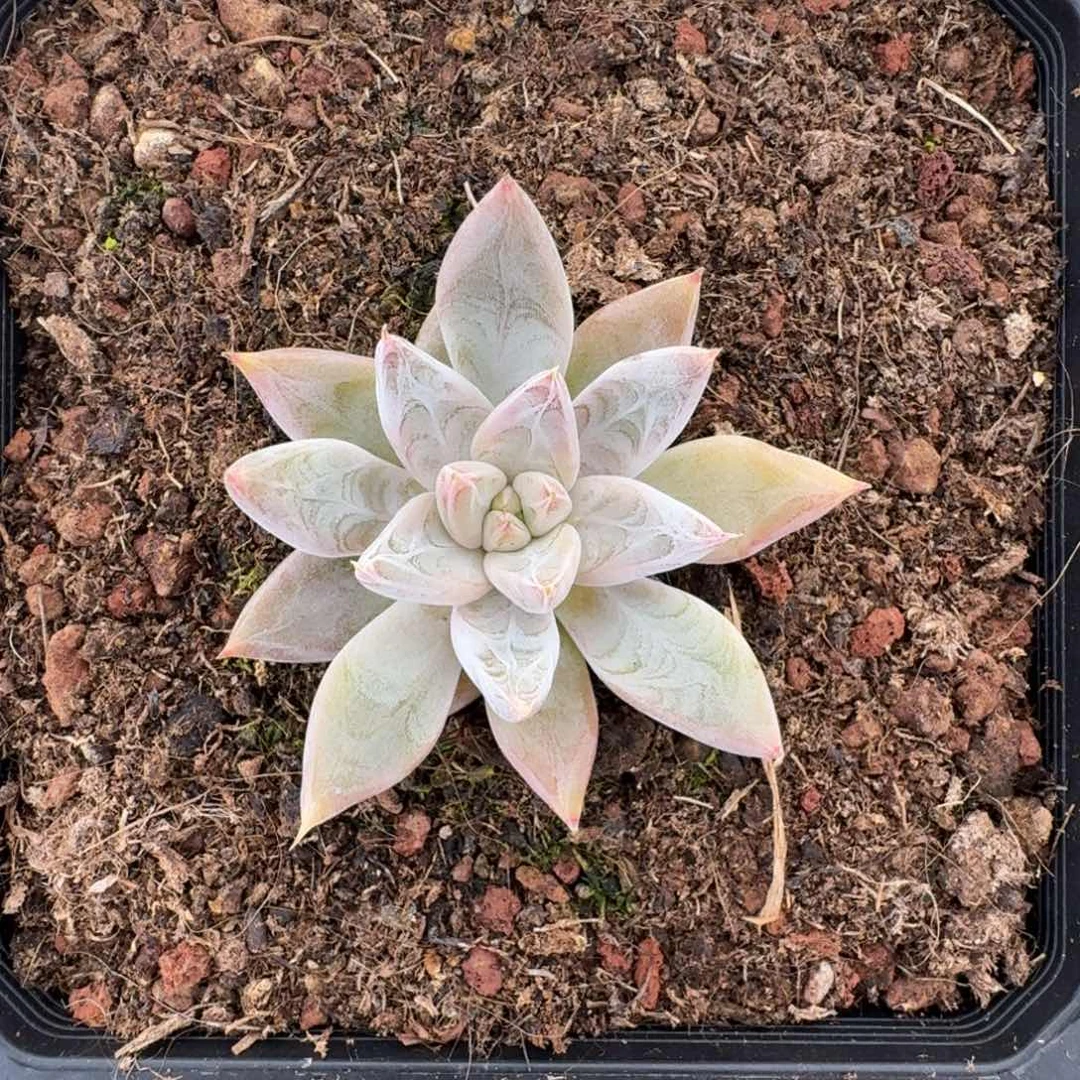 杜里万 优先 一物一拍