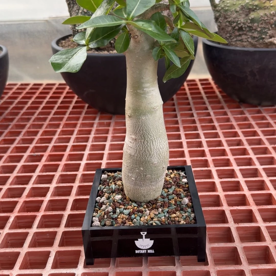 小***索科特沙漠玫瑰 一物一拍