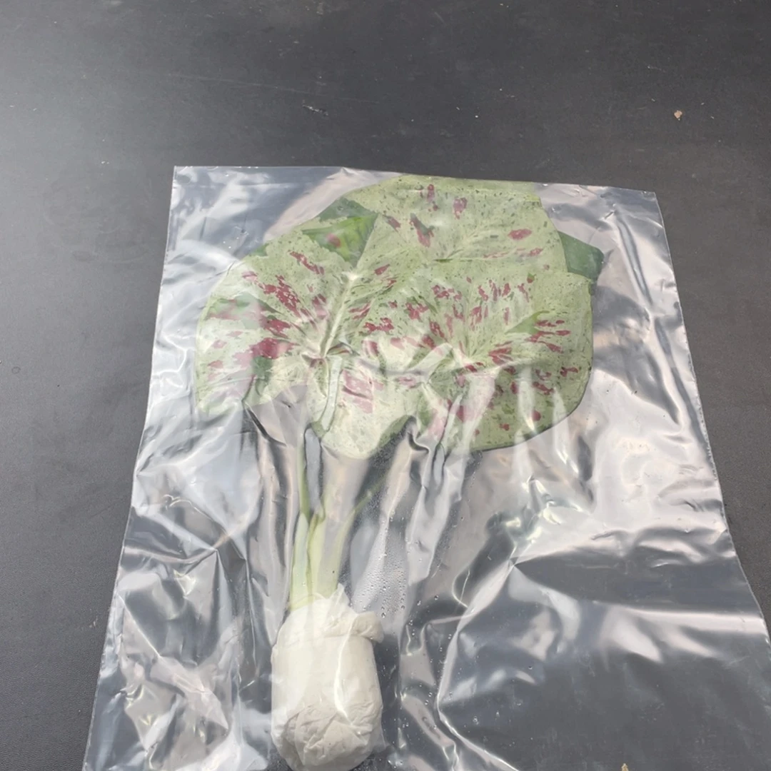 无花朵Q118天空之镜