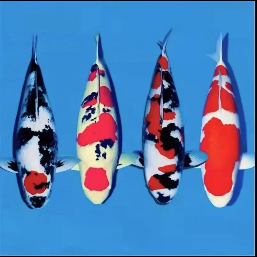 悦锦鲤 1精品锦鲤纯种观赏鱼红白大正昭和冷水直发包活