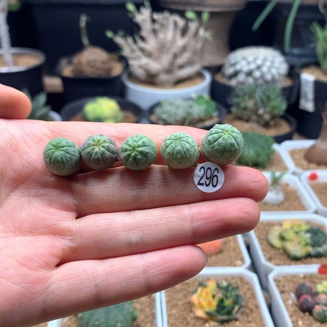 实生5颗欧系布纹球1.1-1.2