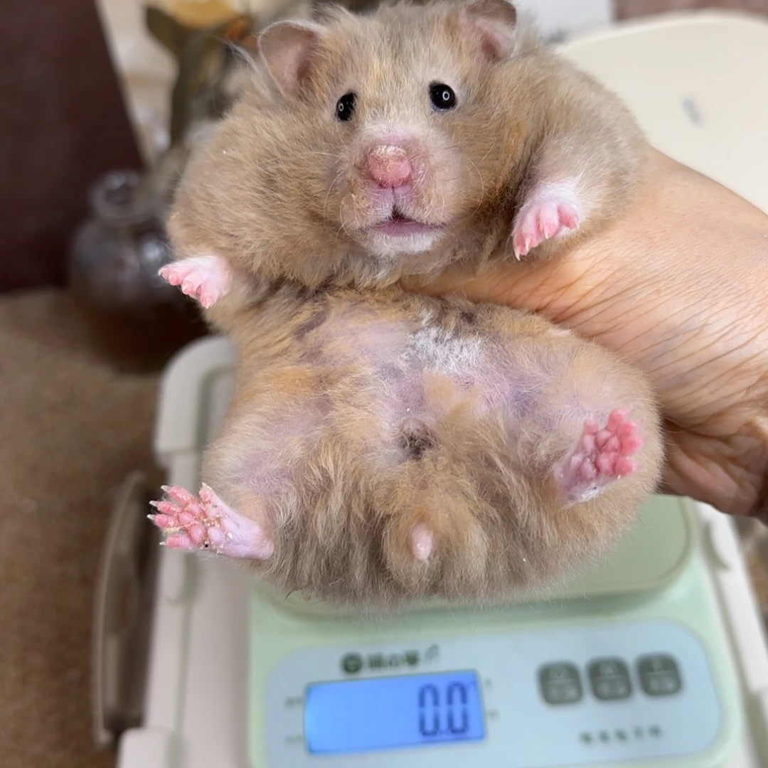 卷毛鸽灰妹妹177g6个月