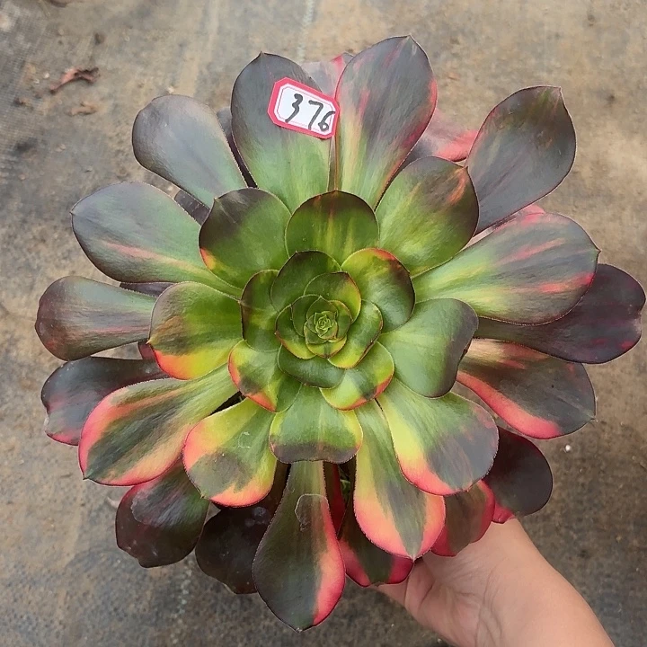 巫毒七彩376多肉植物