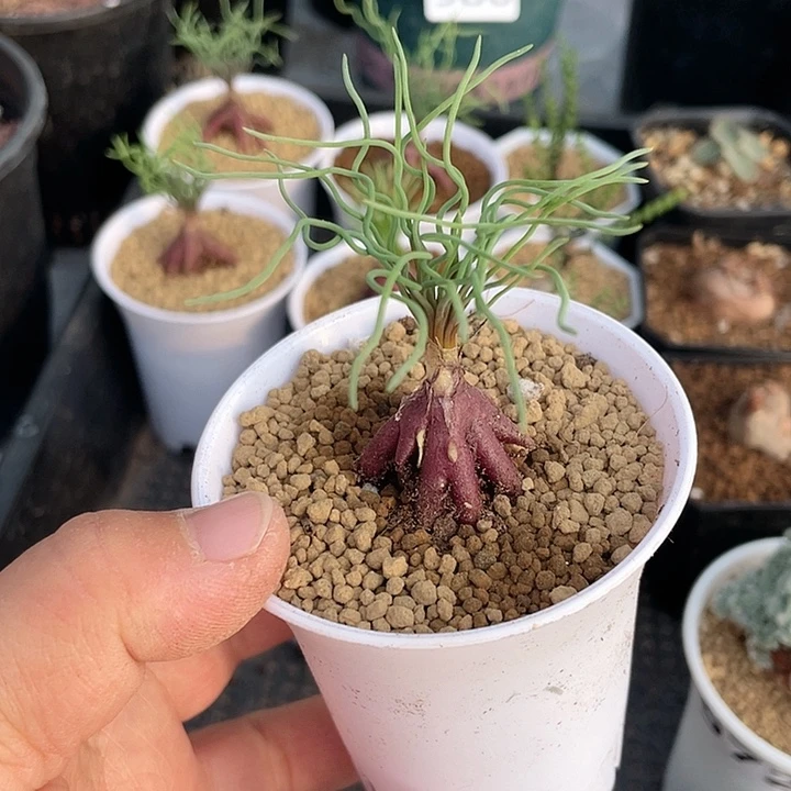 9999大方便面弹簧草