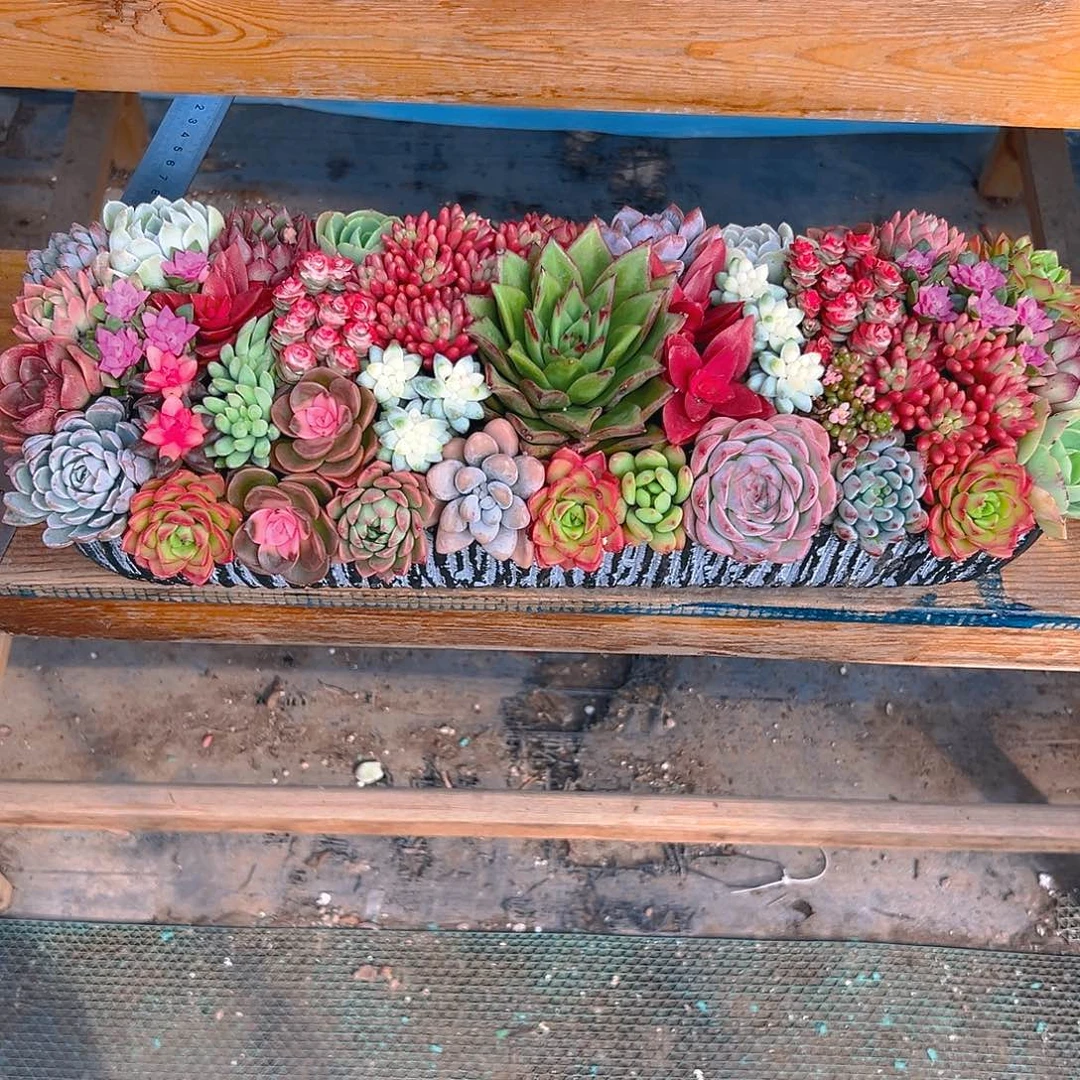 经典大长条多肉组合花园