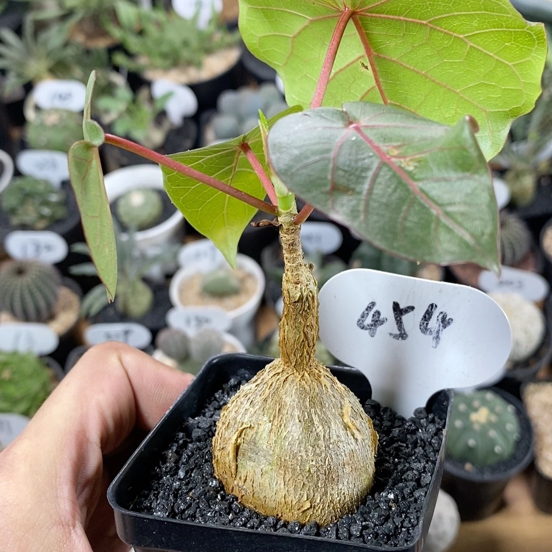454号实生红脉榕3.8cm