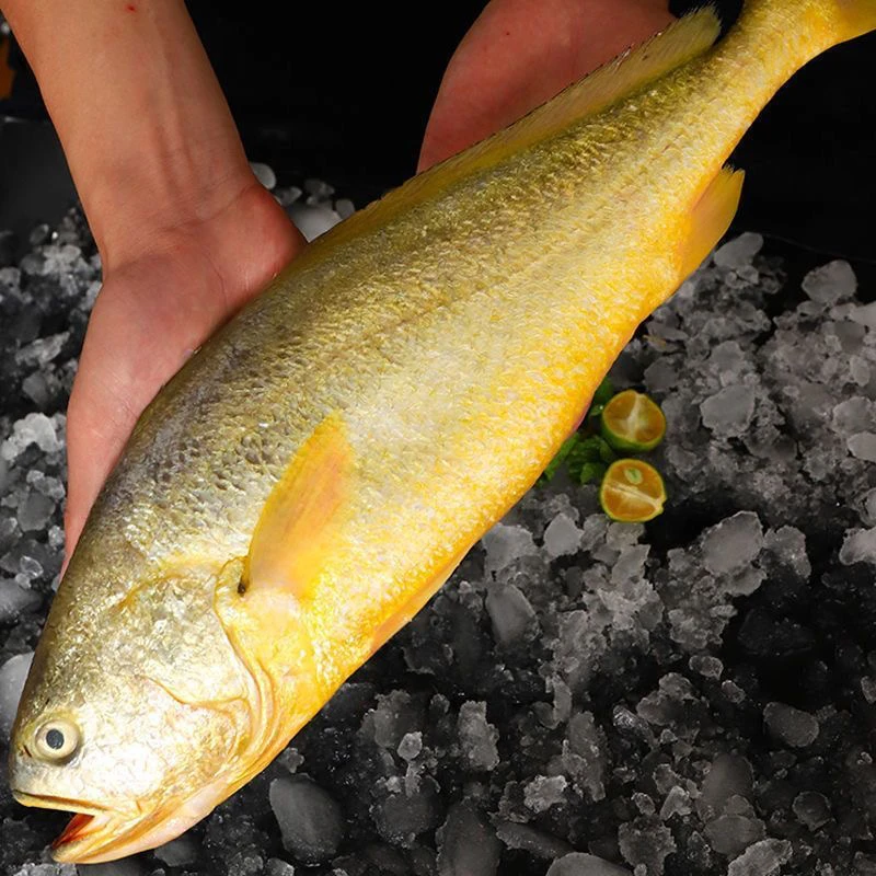 渤海湾大黄鱼黄瓜鱼新鲜海鱼类冷冻生鲜海鲜4条4斤