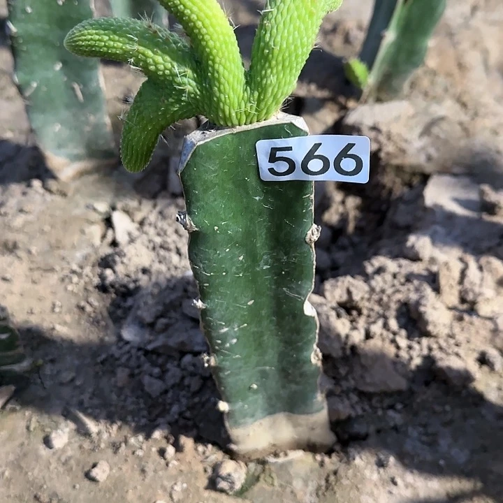 佛*来嫁接青蛇缀化566