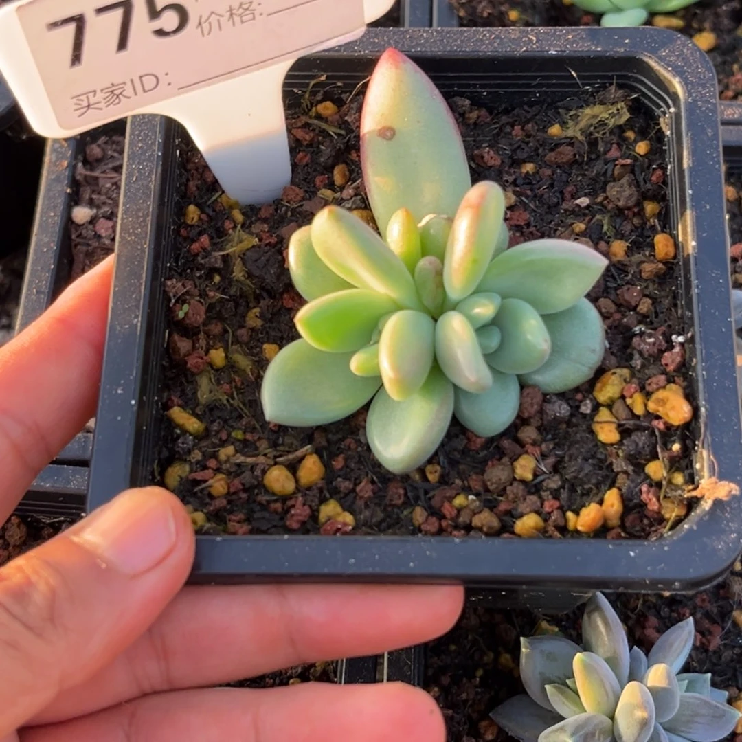 白体赫本多肉植物775