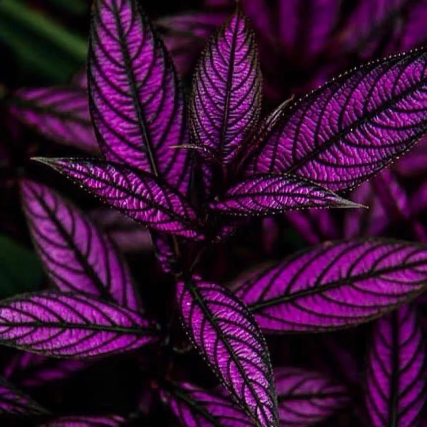 【朴卉】波斯红草红贝马蓝梦幻紫色观叶阳台耐阴耐晒多年生盆栽绿植