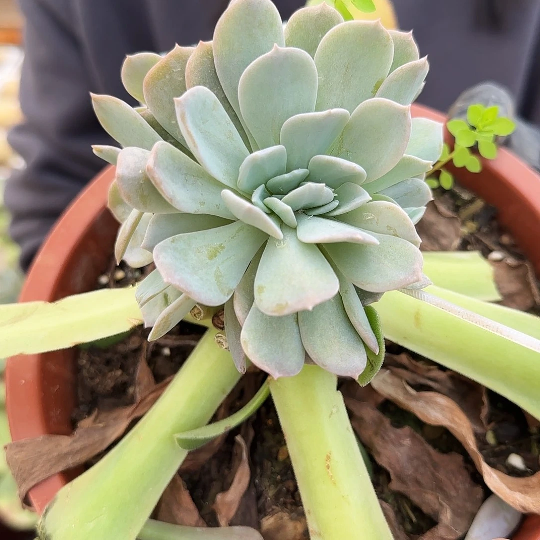 9078号45.8         肉