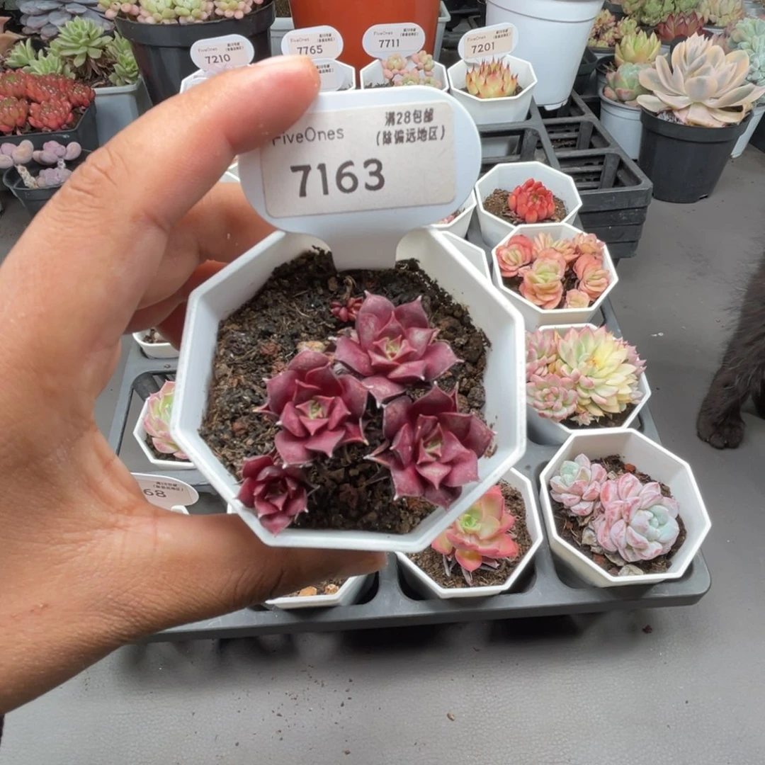 7163罗西玛4.5厘米