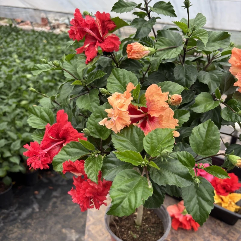 木槿花黄金宝塔 双色木槿花阿波罗新品