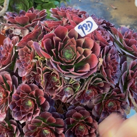 荷兰玫瑰多肉98多肉不包断