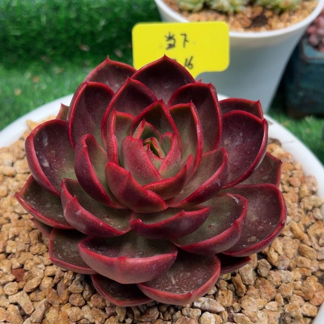 一物一拍 ，当下专拍