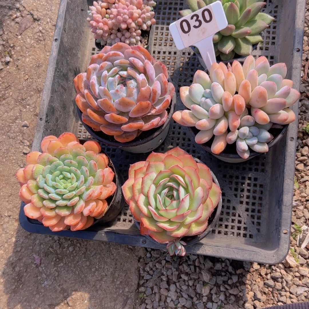 030号六棵＿物一拍